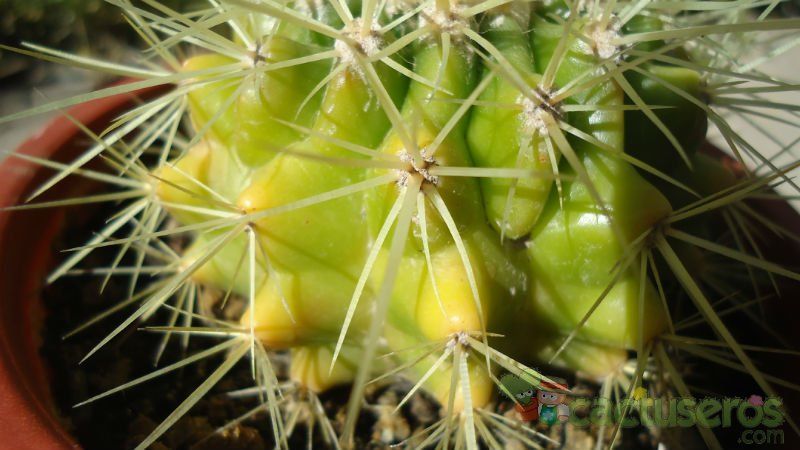 Una foto de Echinocactus grusonii