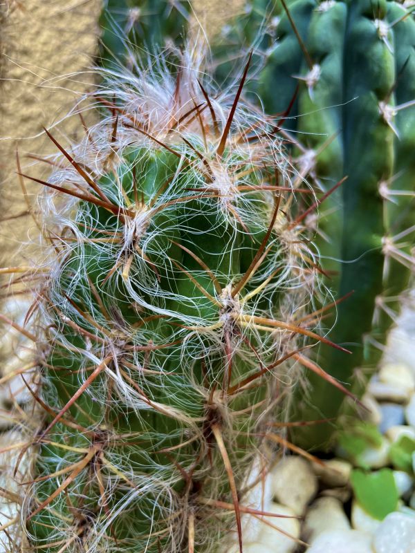 A photo of Oreocereus celsianus
