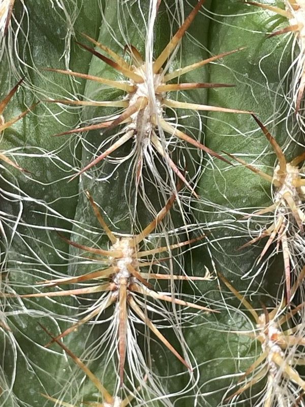 A photo of Oreocereus celsianus