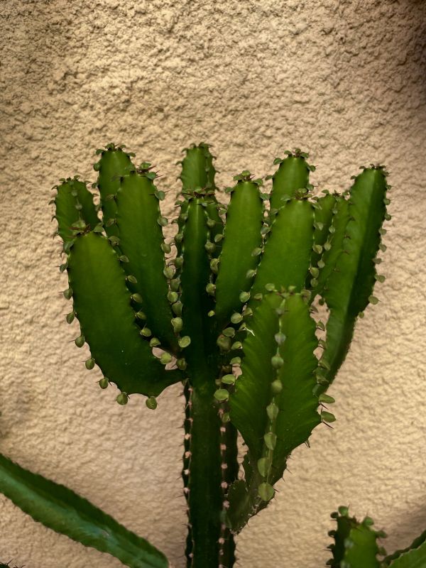Foto de un cactus que se está identificando actualmente