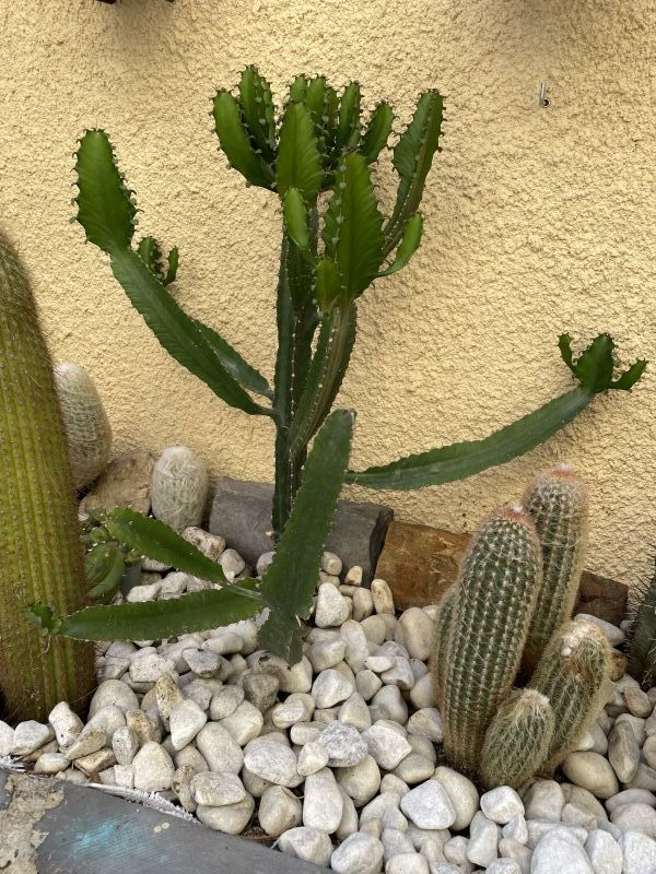 Foto de un cactus que se está identificando actualmente