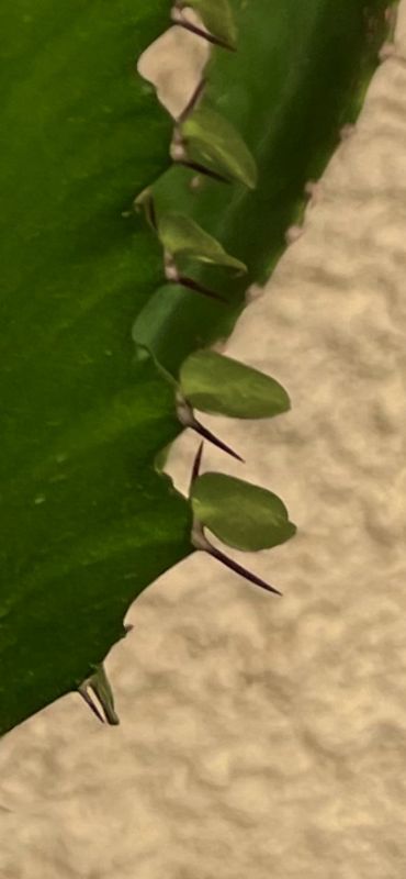 Foto de un cactus que se está identificando actualmente