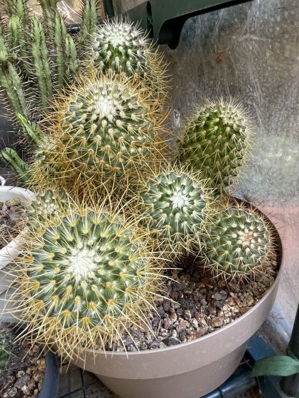 A photo of Mammillaria rhodantha ssp. pringlei