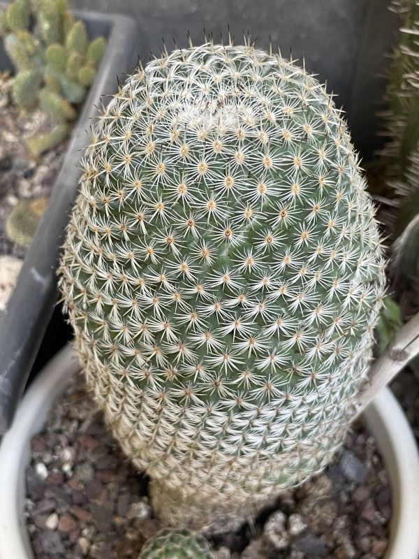 Una foto de Mammillaria perbella