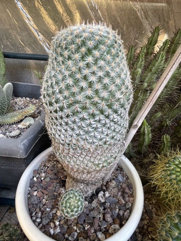 Una foto de Mammillaria perbella