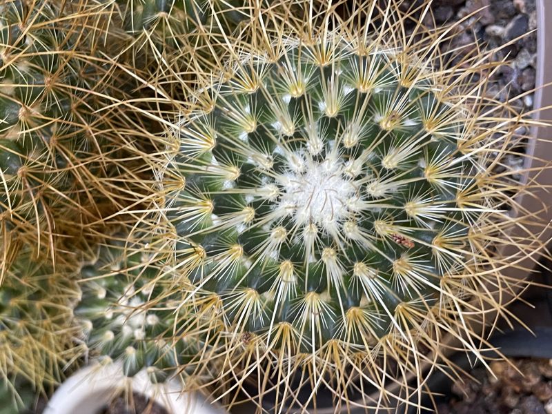 A photo of Mammillaria rhodantha ssp. pringlei