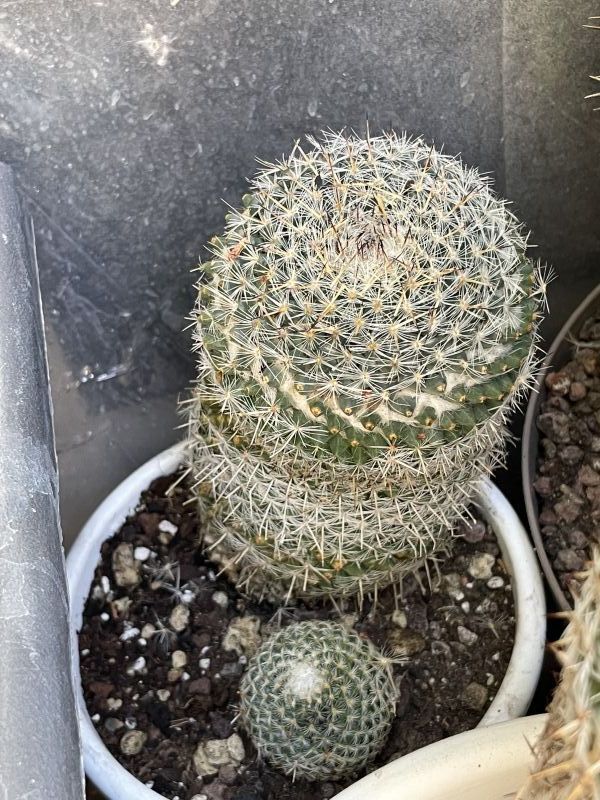 A photo of Mammillaria albilanata ssp. albilanata