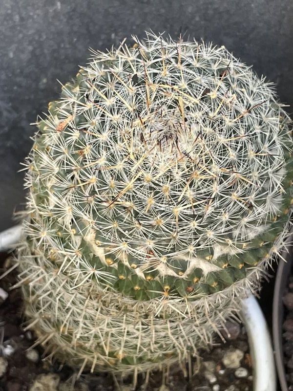 A photo of Mammillaria albilanata ssp. albilanata