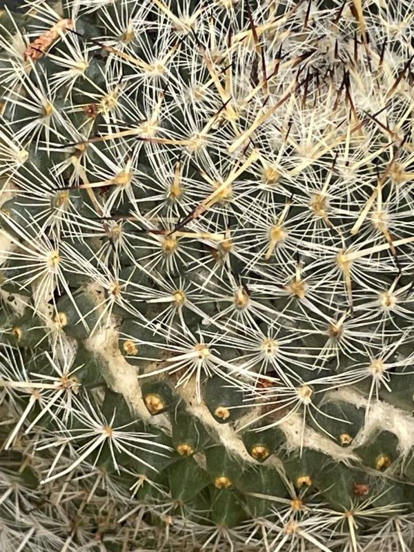 A photo of Mammillaria albilanata ssp. albilanata