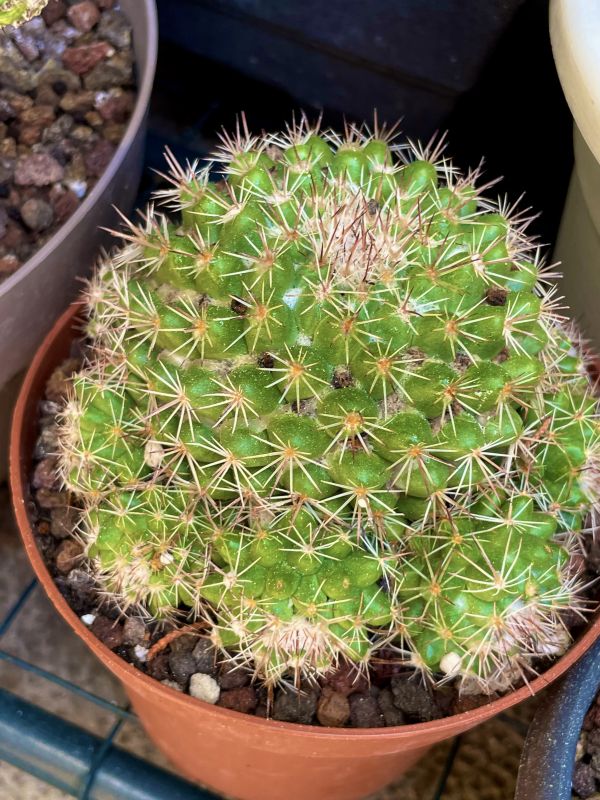 A photo of Mammillaria scrippsiana