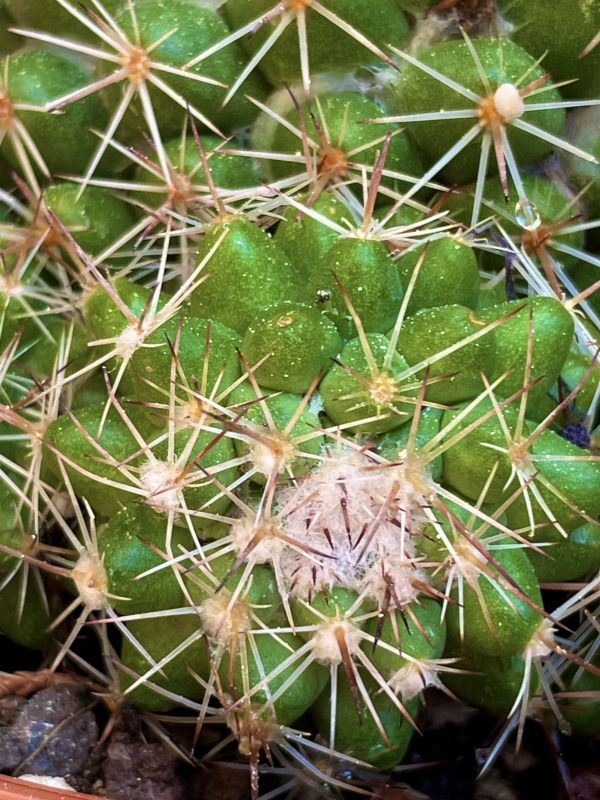 A photo of Mammillaria scrippsiana