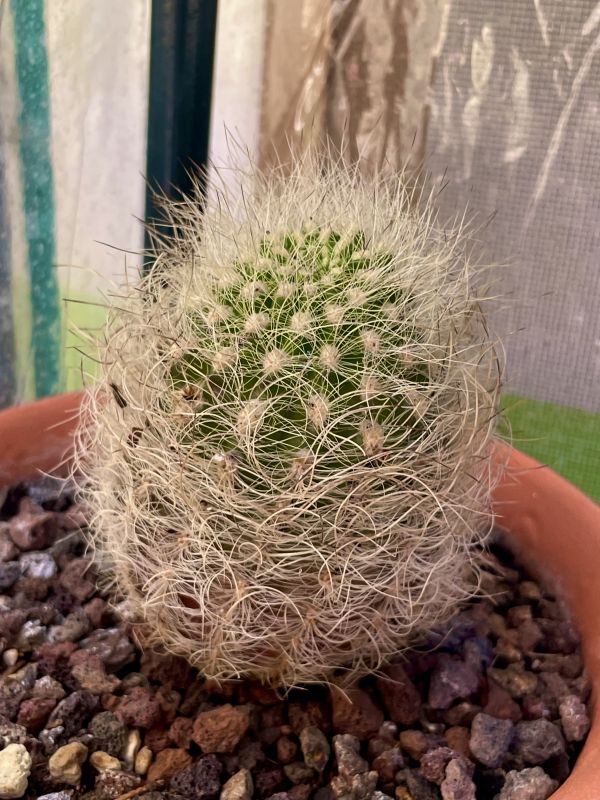 Una foto de Eriosyce senilis
