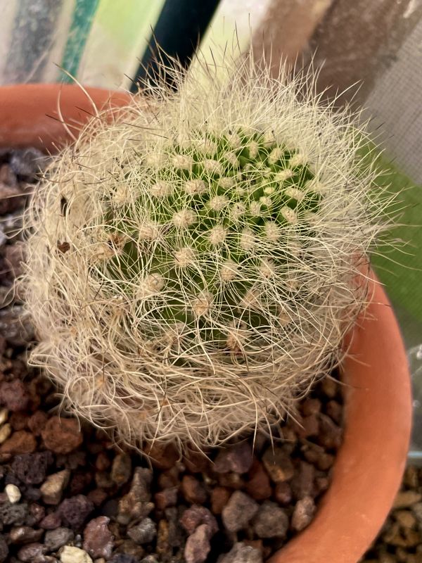 Una foto de Eriosyce senilis