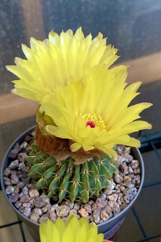 A photo of Parodia buiningii