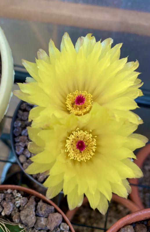 A photo of Parodia buiningii