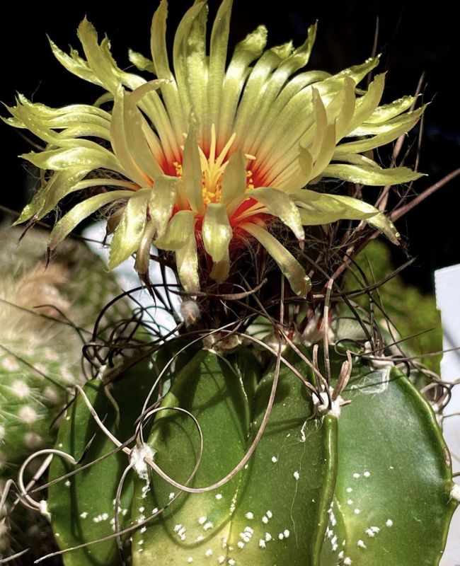 Una foto de Astrophytum capricorne