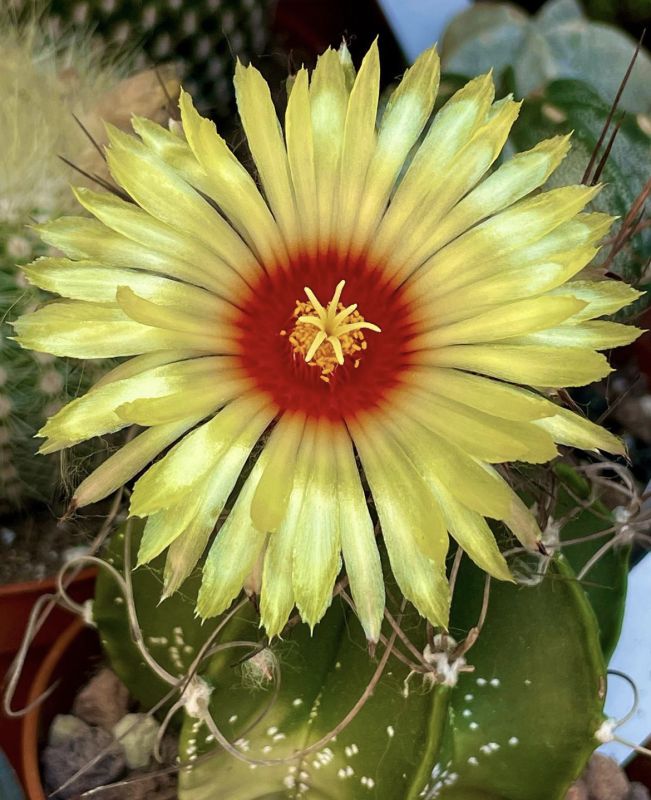 Una foto de Astrophytum capricorne