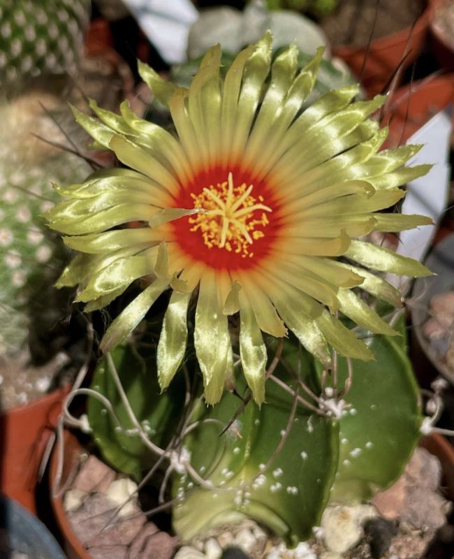 Una foto de Astrophytum capricorne