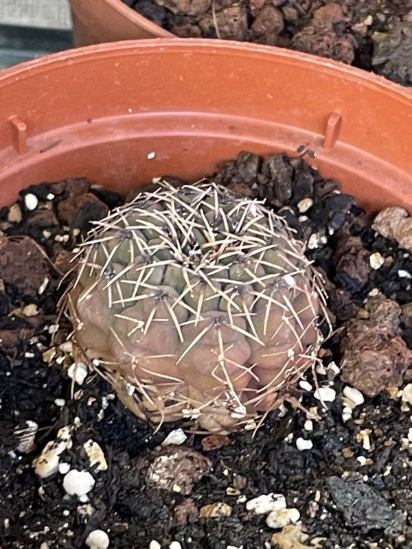 Una foto de Gymnocalycium quehlianum