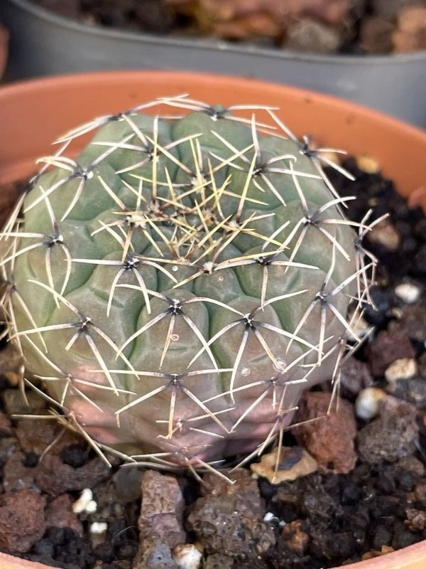 Una foto de Gymnocalycium quehlianum