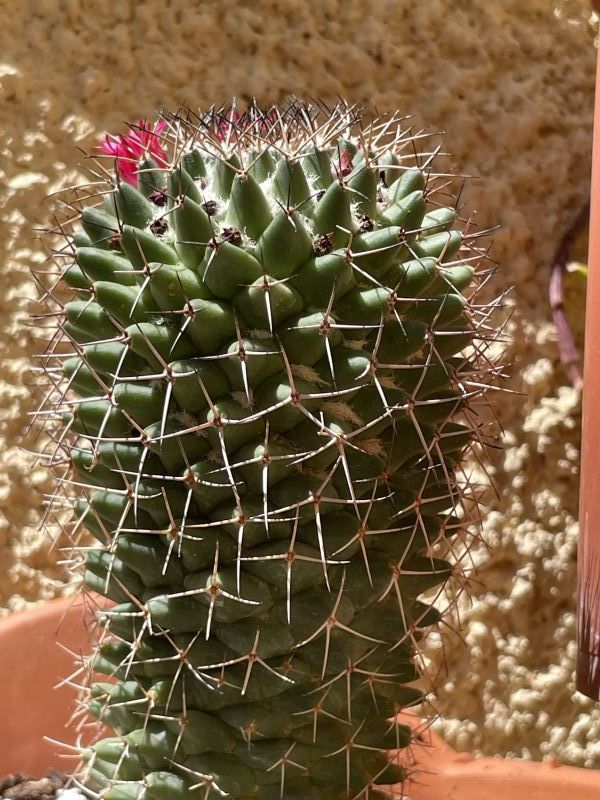 Una foto de Mammillaria polythele ssp polythele