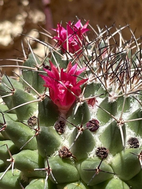 Una foto de Mammillaria polythele ssp polythele