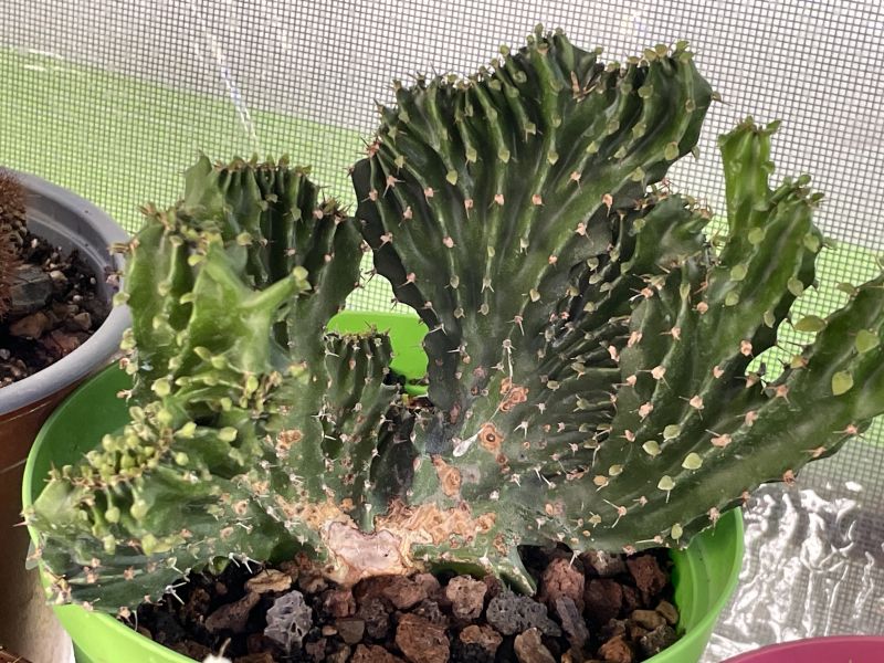 Photo of a cactus currently being identified