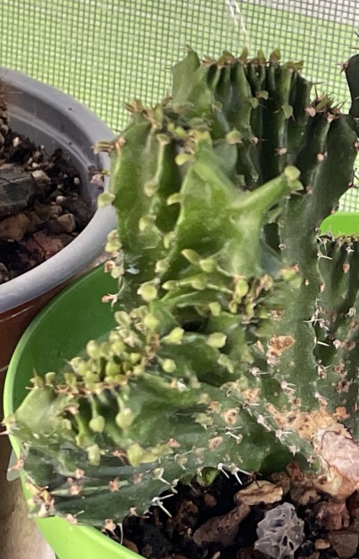 Photo of a cactus currently being identified