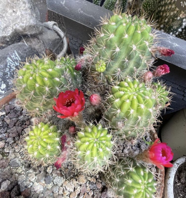 Una foto de Echinopsis hertrichiana