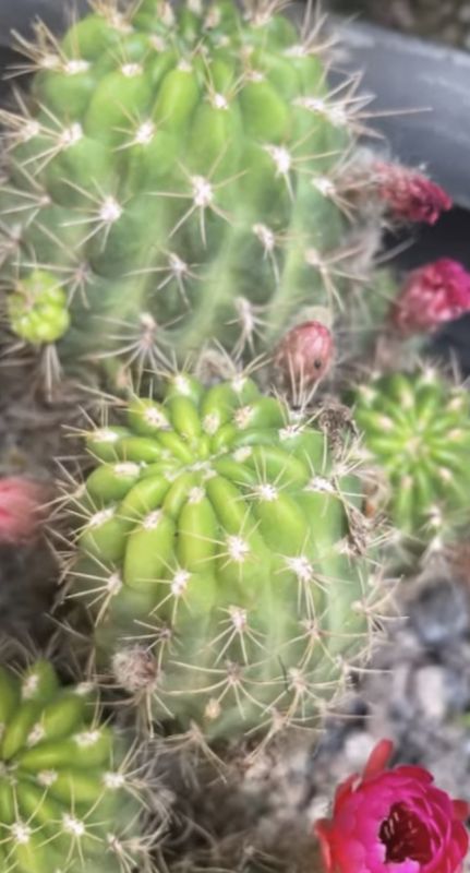 Una foto de Echinopsis hertrichiana