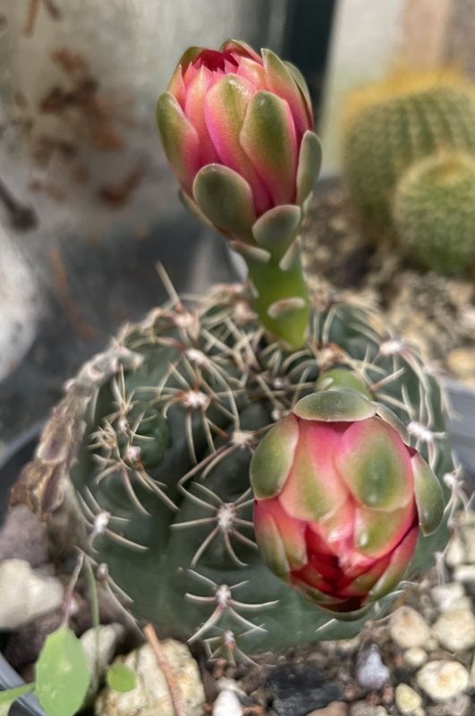 Una foto de Gymnocalycium baldianum