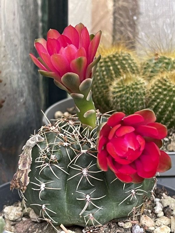Una foto de Gymnocalycium baldianum