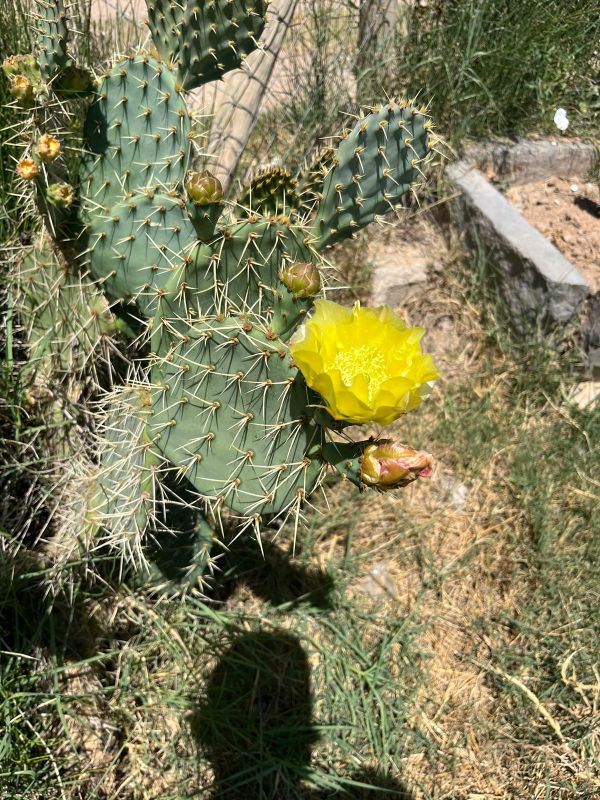 Una foto de Opuntia engelmannii