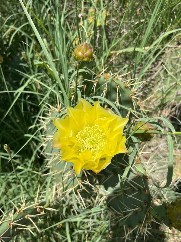 Una foto de Opuntia engelmannii