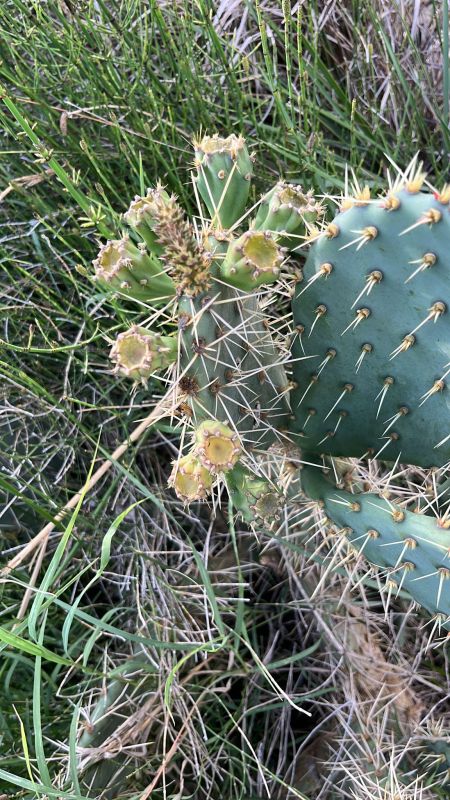 Una foto de Opuntia engelmannii
