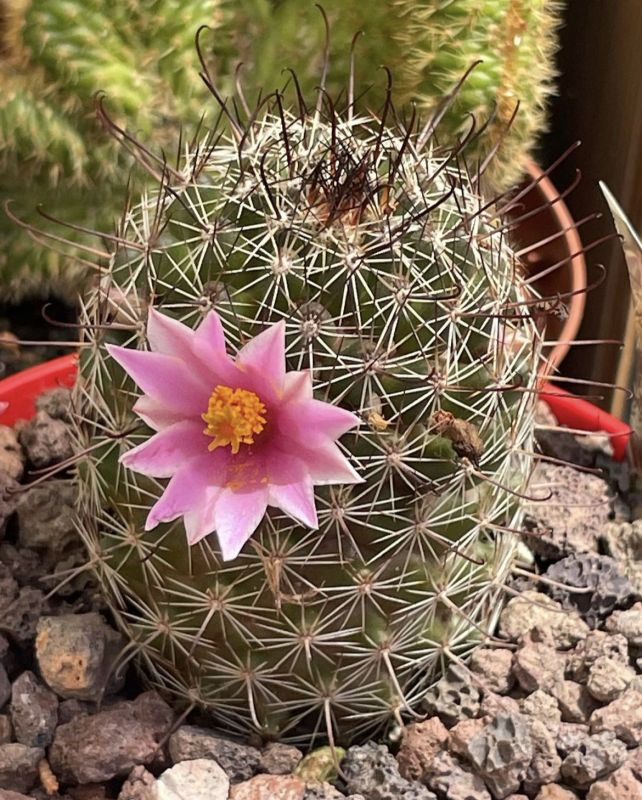 Una foto de Mammillaria sheldonii