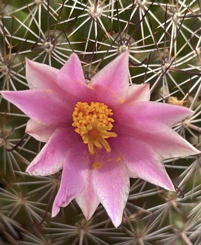 Una foto de Mammillaria sheldonii