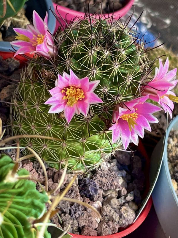 Una foto de Mammillaria sheldonii