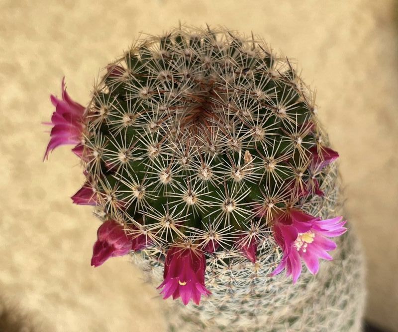 Una foto de Mammillaria matudae