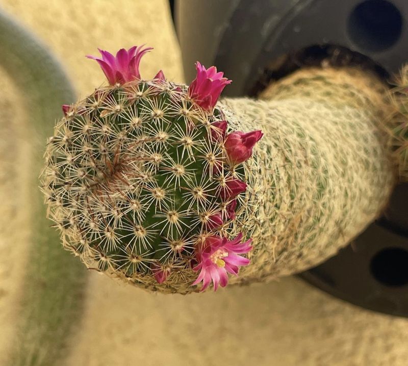 Una foto de Mammillaria matudae