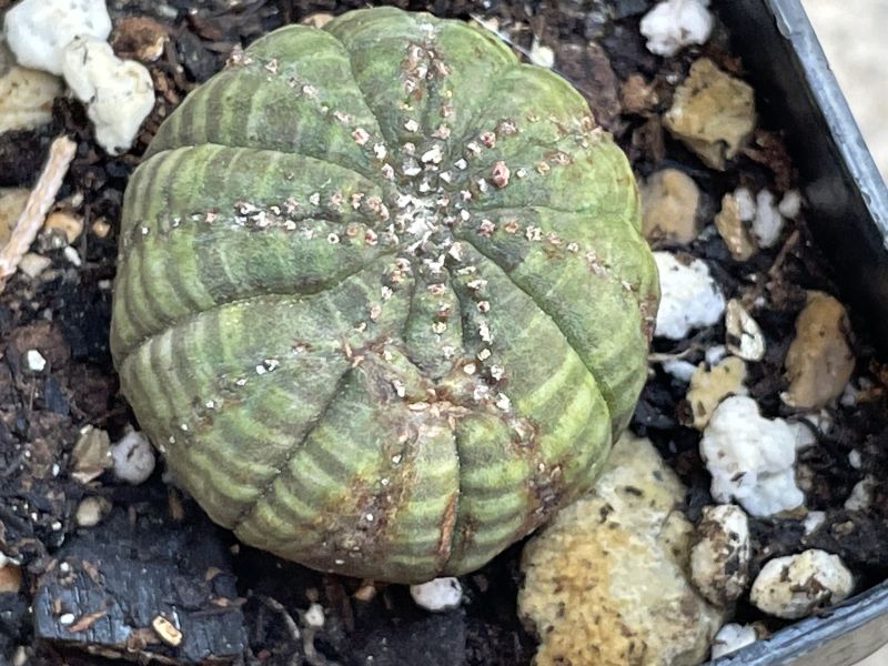 A photo of Euphorbia obesa