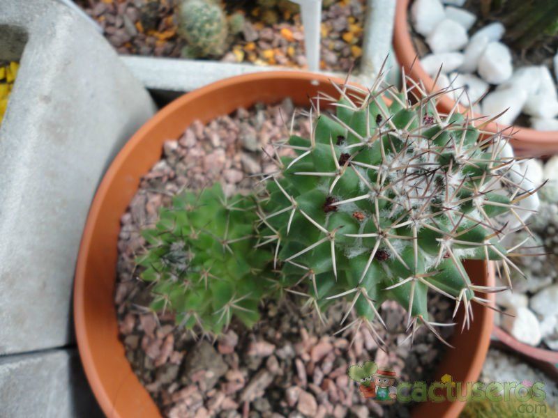 Una foto de Mammillaria polythele ssp. durispina