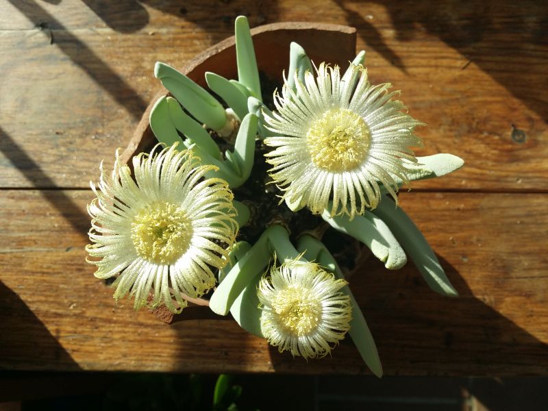 Una foto de Cheiridopsis acuminata  
