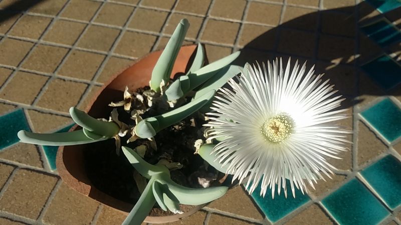Una foto de Cheiridopsis acuminata  