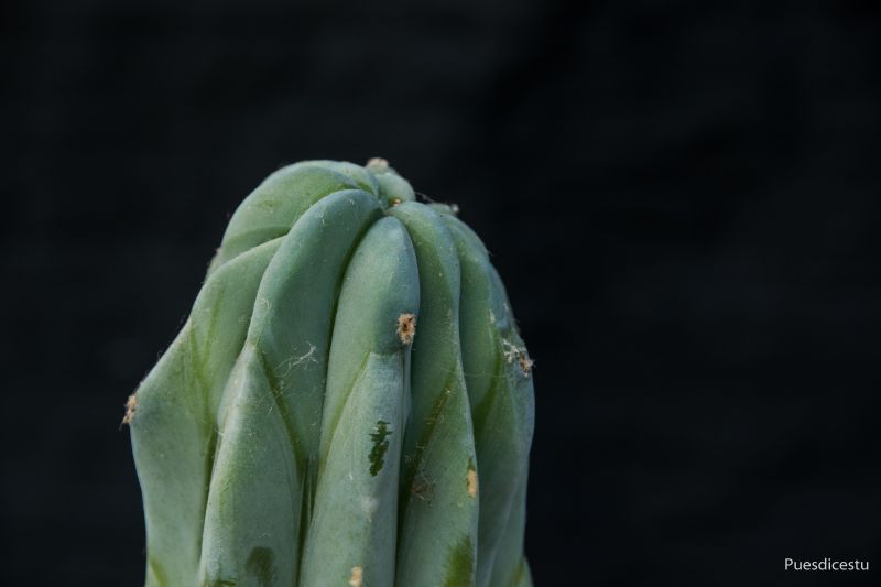 Una foto de Myrtillocactus geometrizans fma. crestada