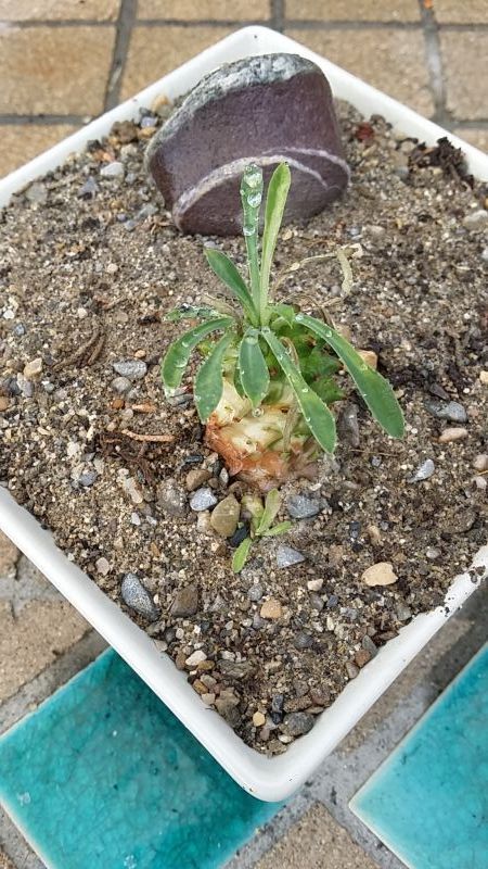 Una foto de Euphorbia bupleurifolia x susannae