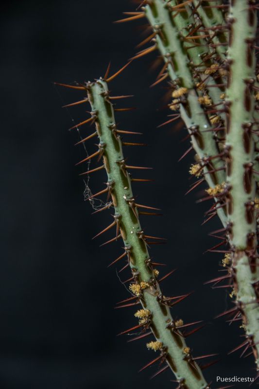 Una foto de Euphorbia aeruginosa