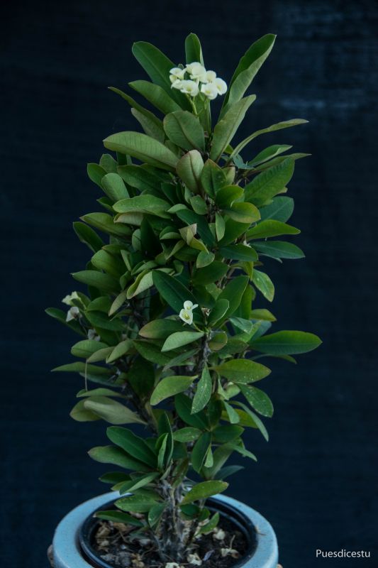 Una foto de Euphorbia milii var. hislopii