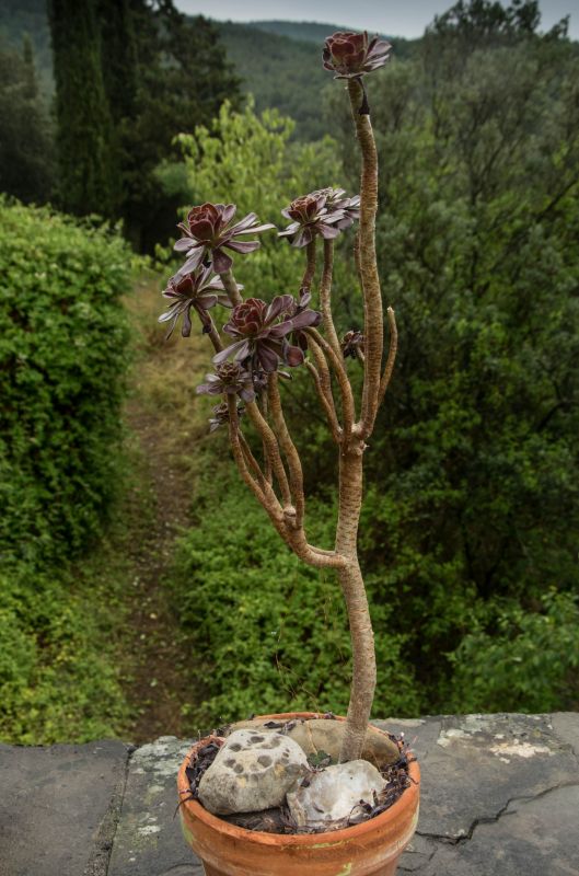 Una foto de Aeonium arboreum cv. artropurpureum