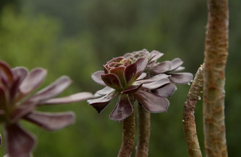 Una foto de Aeonium arboreum cv. artropurpureum